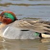 Green-winged Teal